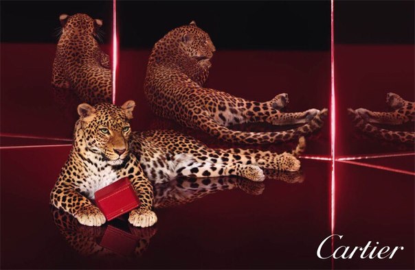 украшения cartier